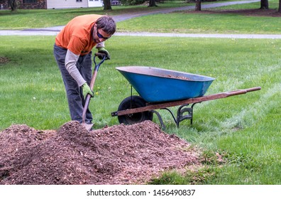 A Worker Cleans Up Mulch Wood Chips, In A Homeowners Yard, And Scoops Them Into A Wheel Barrow For Removal