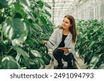 Worker collects data on tablet about growth of vegetables in greenhouse. Young woman biologist examines, touches stem of bell pepper plant in greenhouse. Portrait of biologist botanist at work