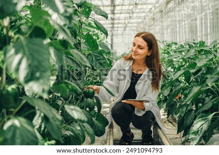 Worker collects data on tablet about growth of vegetables in greenhouse. Young woman biologist examines, touches stem of bell pepper plant in greenhouse. Portrait of biologist botanist at work