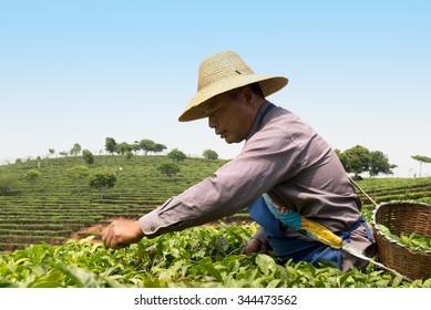 Worker Collects Tea On Plantation In China