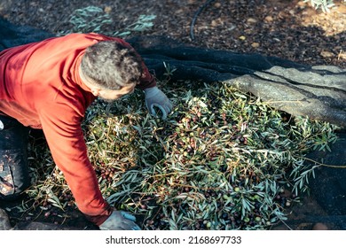 worker crouching down separating olives from leaves