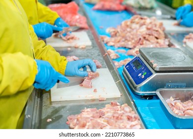 Worker Cutting Chicken Meat And Weighing For Size Order In Poultry Factory.