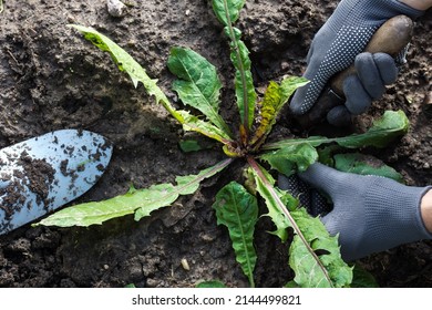 Worker dig weeds dandelions in vegetable beds, gardener keeps weeds and gardening tool  in black soil background, sustainable agriculture concept, top view, close up