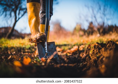 Worker digs soil with shovel in colorful autumn garden, agriculture concept autumn detail. Mans yellow boot or shoe on spade prepare for digging. - Powered by Shutterstock