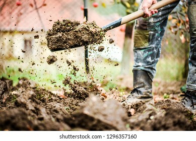 Worker digs soil with shovel in colorfull garden, workers loosen black dirt at farm, agriculture concept autumn detail. Man boot or shoe on spade prepare for digging.