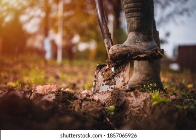 Worker Digs Soil With Shovel In Colorfull Garden, Workers Loosen Black Dirt At Farm, Agriculture Concept Autumn Detail. Man Boot Or Shoe On Spade Prepare For Digging.