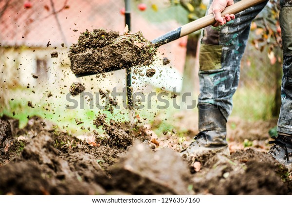 Worker digs soil with\
shovel in colorfull garden, workers loosen black dirt at farm,\
agriculture concept autumn detail. Man boot or shoe on spade\
prepare for digging.\
\
