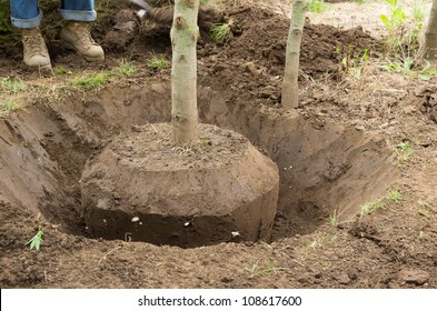 Worker Digs A Tree By Hand Using A Spade Or Shovel