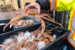 A Worker At A Dockside Commercial Processing Plant In Newfoundland Lifts A Fresh Caught Snow Crab From A Black Plastic Bin Filled With Ice Before Preparing The Crabs For Shipment To Japan.