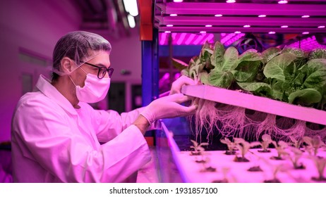 Worker with face mask on aquaponic farm, sustainable business and coronavirus.