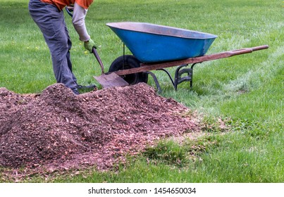 A Worker Fills A Wheel Barrow Up With A Pile Of Fluffy Mulch