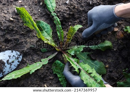 Worker with gardening tool weeds dandelions in the garden, hands keep gardening tool and dig weeds in vegetable beds, sustainable agriculture concept, top view
