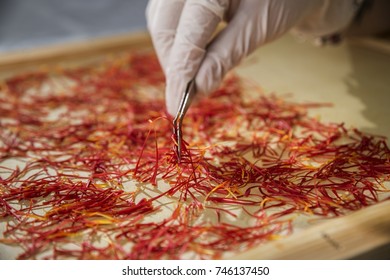 Worker with gloves and pincers preparing saffron for drying on a silk.