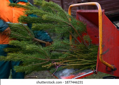 Worker Hands Put Branches Of Used Christmas Tree In Receiver Of A Wood Chipper. Collection Point For Recycling Used Christmas Trees