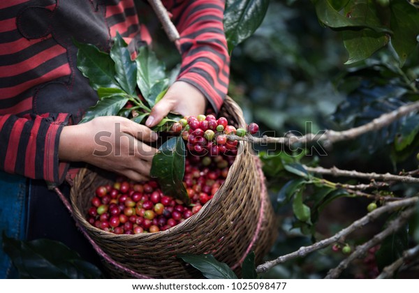 Worker Harvest arabica coffee berries on its\
branch,Agriculture economy industry business, health food and\
lifestyle, at the north of\
Thailand.