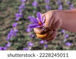 Worker harvesting crocus in a saffron field at autumn, closeup on the hands. Kozani in northern Greece