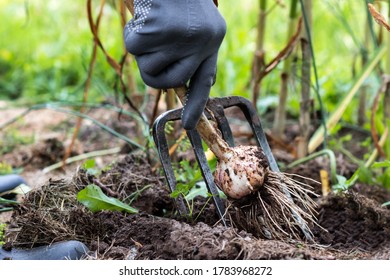 Worker harvesting garlic plants in the garden, vegetables harvested by woman in farmers field, agriculture and healthy eating concept