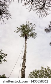 Worker High On A Tree.
Removal Of Large Emergency Trees By Arbordistics Specialists.