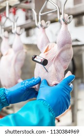 Worker Holding A Chicken Carcass On A Production Tape Checking The Temperature Of Meat Thermometer