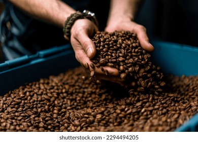 un trabajador que lleva granos de café en sus manos comprueba la calidad del café después de que se ha tostado en una cafetera