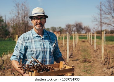 worker holding crate full of branches in vineyard