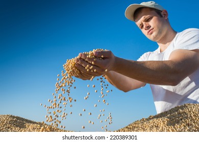 Worker Holding Soy Beans After Harvest 