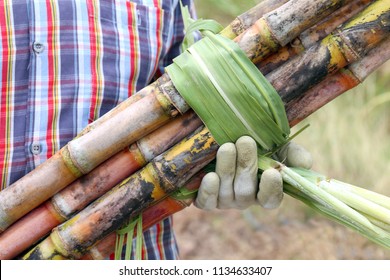 worker holding sugarcane fresh, farmers cutting sugar cane, sugar cane and farmer sugar cane at farm, farmers at sugarcane farm, workers and sugarcane cut for plantation field