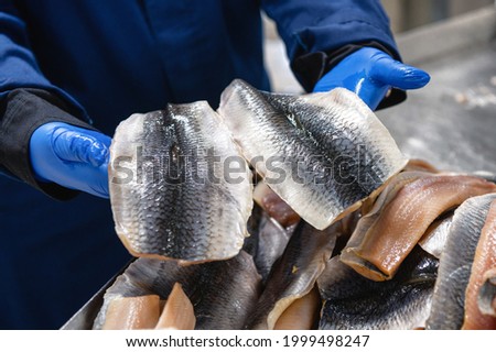 The worker holds two pieces of Atlantic herring fillet in his hands. Fillet with skin. Seafood production.