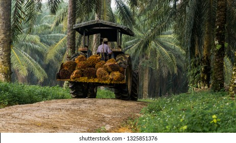 Worker Load Fresh Palm Oil Fruits Using Tractor At Palm Oil Plantation.