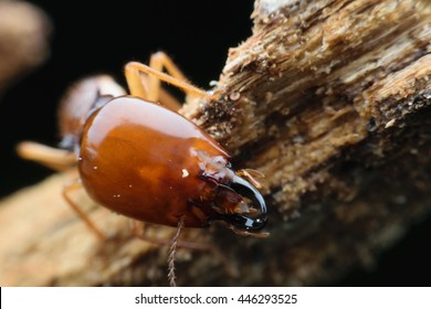 Worker And Nasute Termites