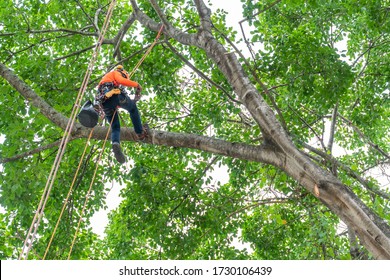 The Worker On Giant Tree