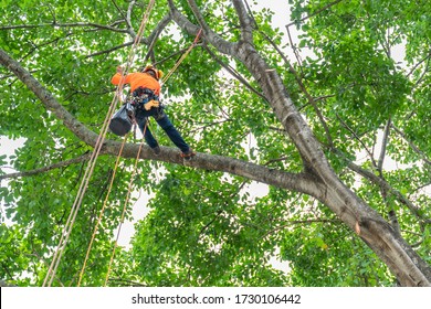 The worker on giant tree
