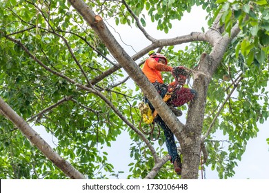 The worker on giant tree - Shutterstock ID 1730106448