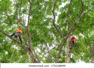 The worker on giant tree.