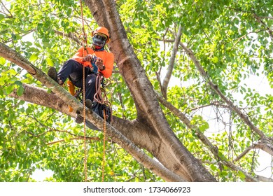 The worker on giant tree