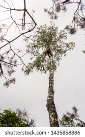Worker On A High Tree.
Removal Of Large Emergency Trees By Arbordistics Specialists.