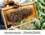 Worker on a honey farm, holding a honeycomb in his hands and checking the honey production. Close-up.