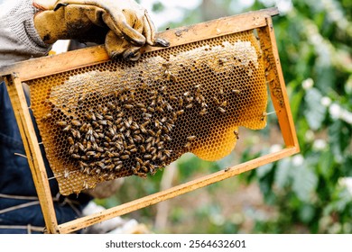 Trabajador en una granja de miel, sosteniendo un panal de miel en sus manos y comprobando la producción de miel. Primer plano.