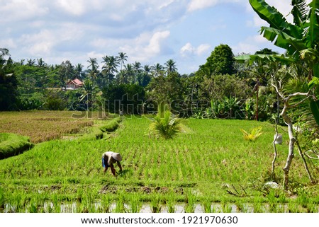 Worker on the rice paddy, Bali, Indonesia