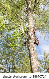 Worker On The Tree.
Removal Of Large Emergency Trees By Arbordistics Specialists.