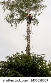 Worker On The Tree.
Removal Of Large Emergency Trees By Arbordistics Specialists.