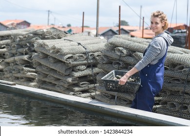 Worker In Oyster Farm Collecting Cages With Oysters