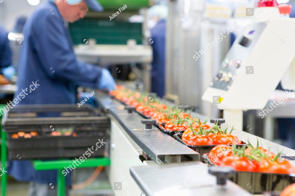 Worker packing ripe red vine tomatoes on production line in a food processing plant