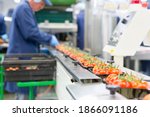 Worker packing ripe red vine tomatoes on production line in a food processing plant