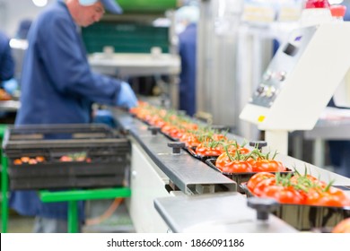 Worker packing ripe red vine tomatoes production line in food processing plant