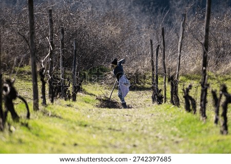 Worker performing manual labor, pruning dormant vines in a rural vineyard. Represents agriculture, tradition, and sustainability in winemaking