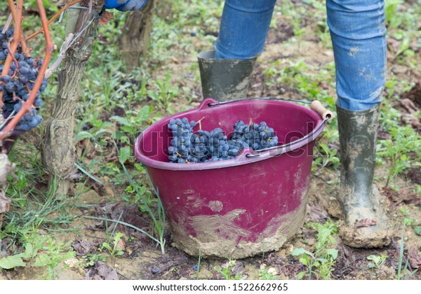 worker picking grapes in vineyard in grape\
harvesting time