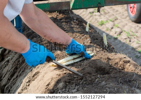 Worker picking with hands white asparagus vegetables on covered fields in Netherlands, harvest season