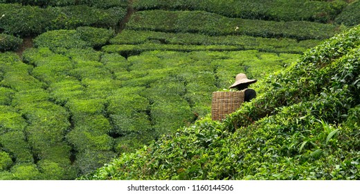 Worker Picking Tea Leaves In Tea Plantation