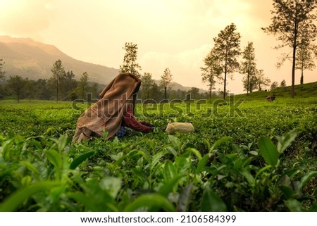 Worker picking tea leaves in tea plantation, beautiful morning view from Wayanad, Kerala nature scenery, International Tea Day concept image

